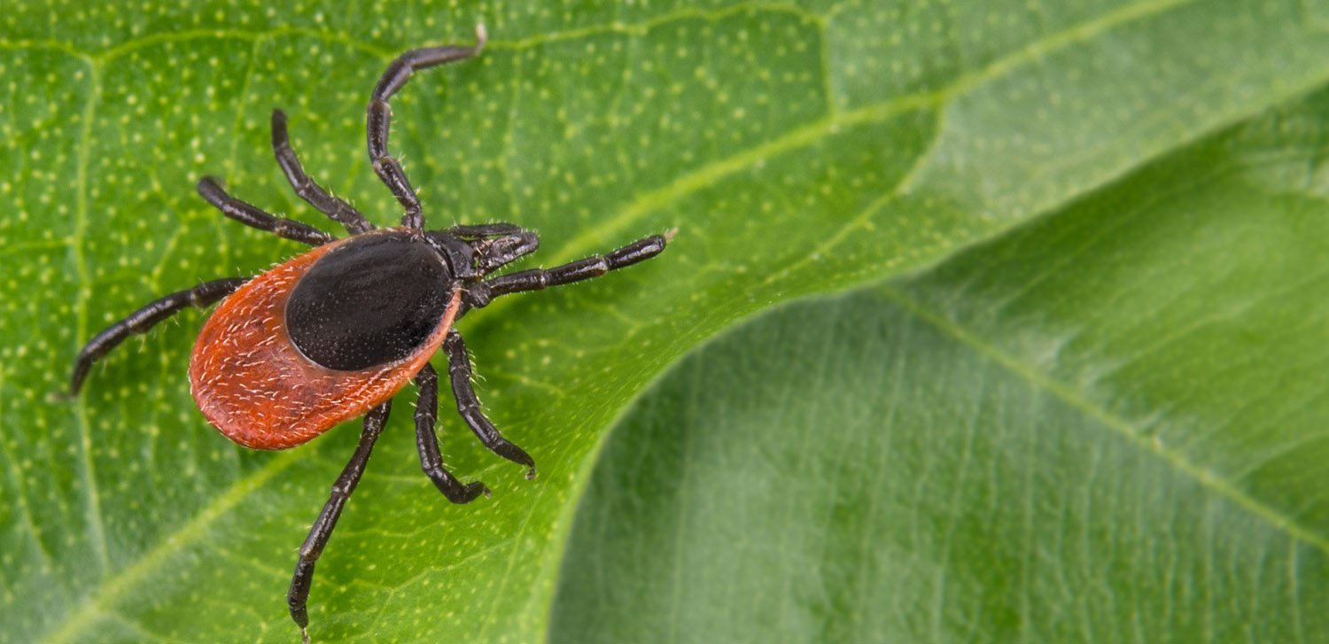 Lyme Disease: The Underrated Pandemic