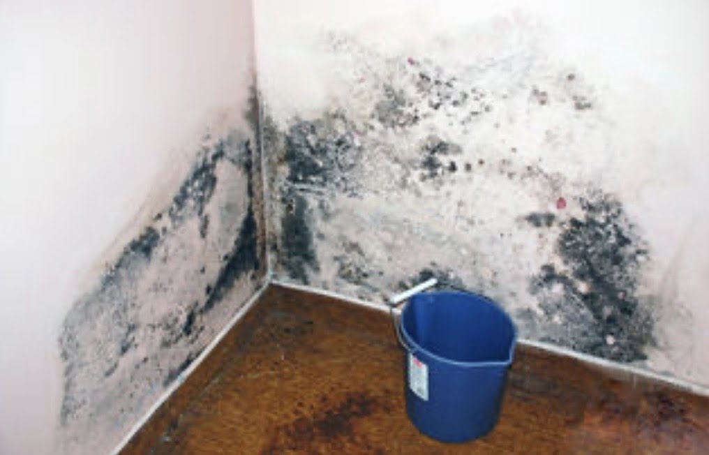 Could your depression, anxiety, brain fog and insomnia be due to mold toxicity?
